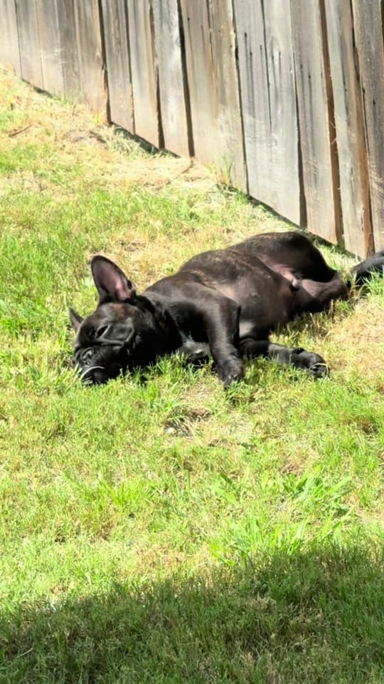 Post 3 by aspenthefrenchie4 on TikTok (video)