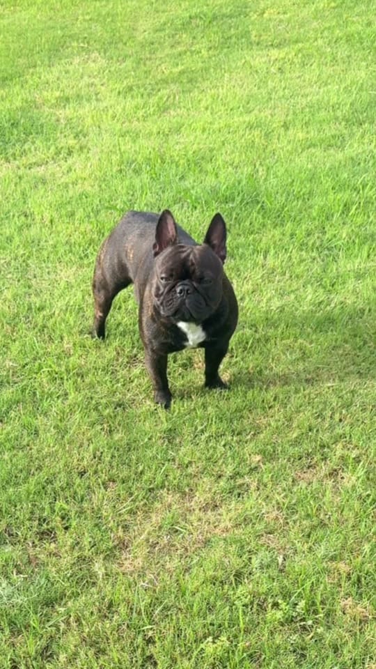 Post 5 by aspenthefrenchie4 on TikTok (video)
