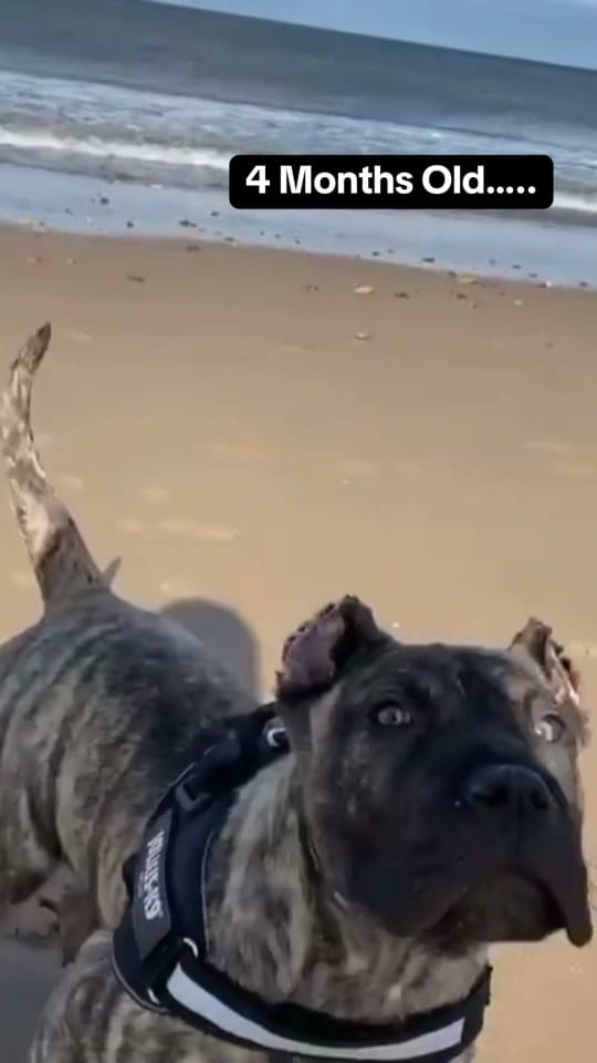 Post 4 by Rocko The RockStar 🎸 on TikTok (video)