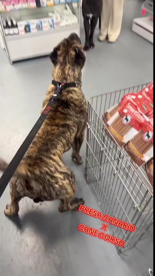 Post 8 by Rocko The RockStar 🎸 on TikTok (video)