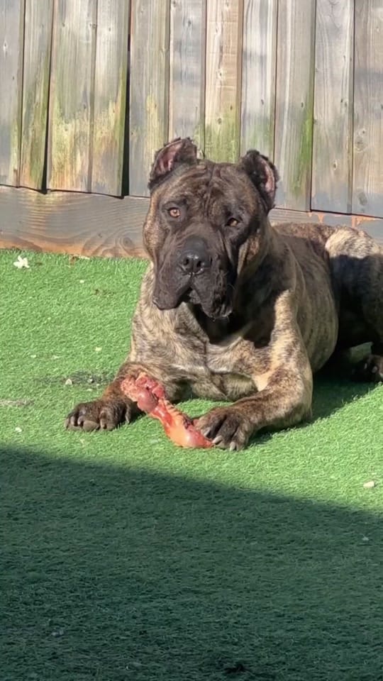 Post 2 by Rocko The RockStar 🎸 on TikTok (video)