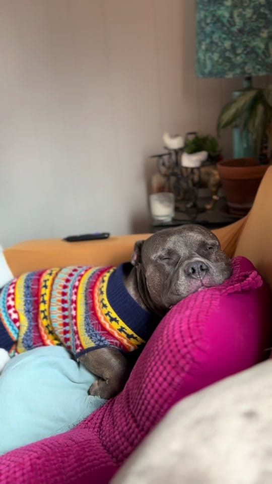 Post 8 by BeefyTheBeefcakeRescueBully on TikTok (video)