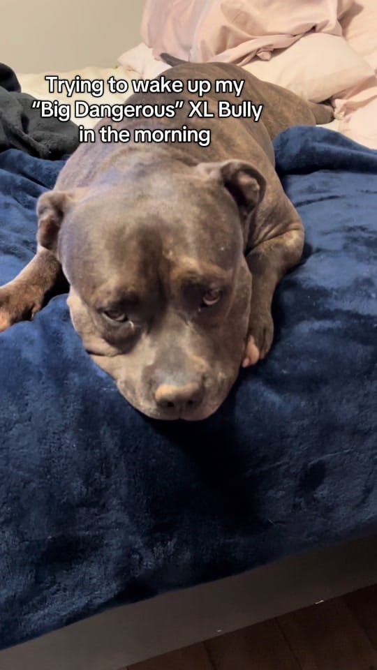 Post 4 by BeefyTheBeefcakeRescueBully on TikTok (video)