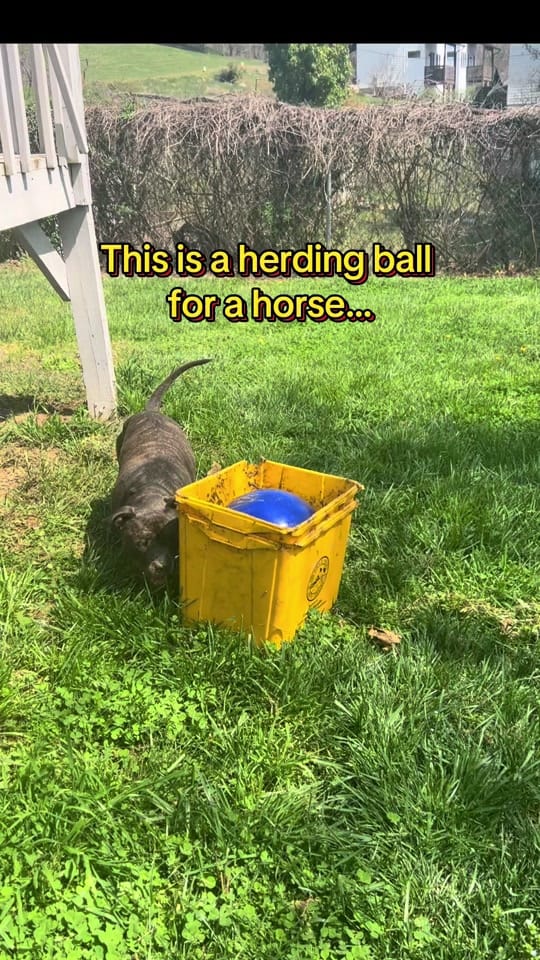 Post 10 by BeefyTheBeefcakeRescueBully on TikTok (video)