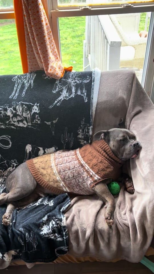 Post 2 by BeefyTheBeefcakeRescueBully on TikTok (video)