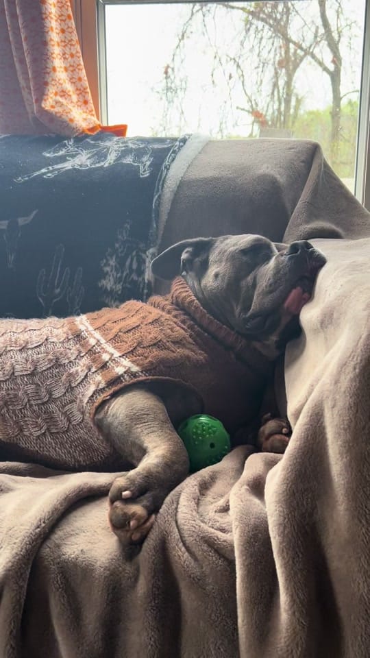 Post 5 by BeefyTheBeefcakeRescueBully on TikTok (video)
