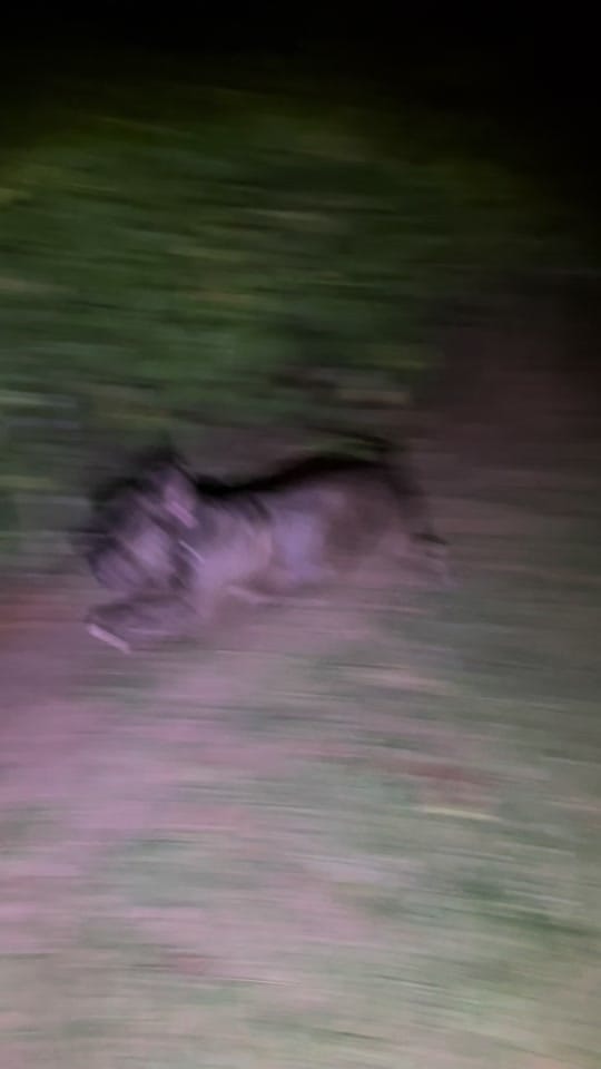Post 7 by BeefyTheBeefcakeRescueBully on TikTok (video)