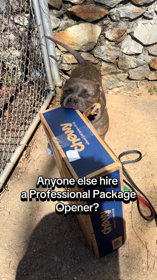 Post 6 by BeefyTheBeefcakeRescueBully on TikTok (video)