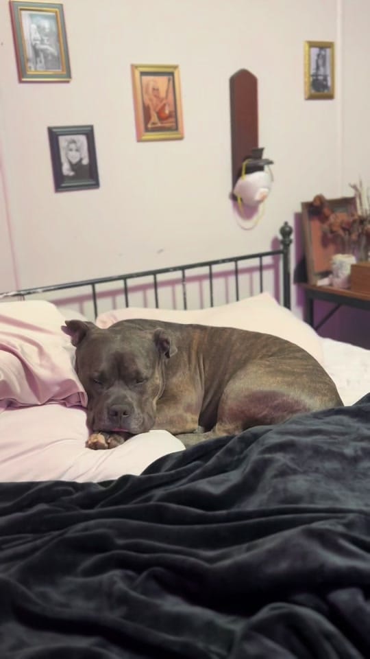 Post 3 by BeefyTheBeefcakeRescueBully on TikTok (video)