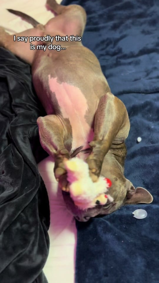 Post 1 by BeefyTheBeefcakeRescueBully on TikTok (video)
