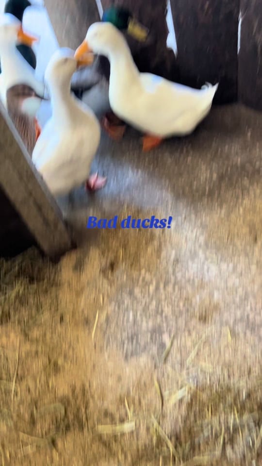 Post 7 by Lacey Moorlag on TikTok (video)