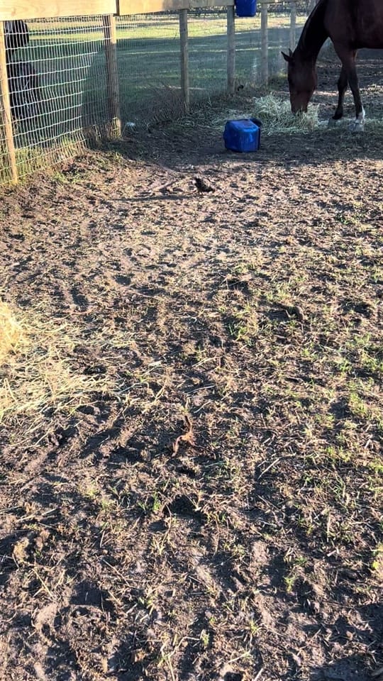 Post 9 by Lacey Moorlag on TikTok (video)