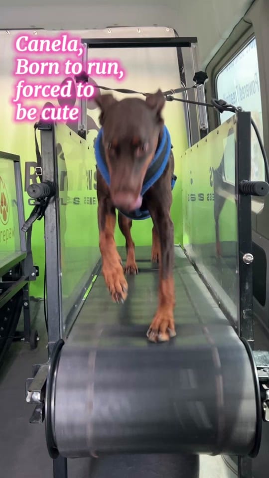 Post 1 by RunPaws.Co on TikTok (video)