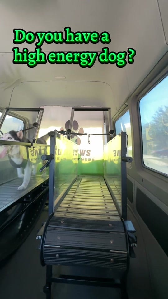Post 10 by RunPaws.Co on TikTok (video)