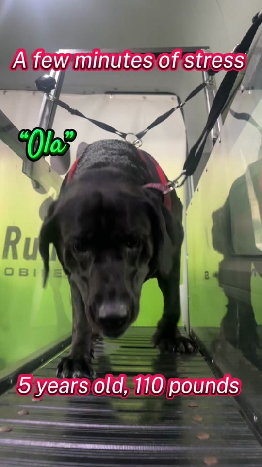 Post 8 by RunPaws.Co on TikTok (video)