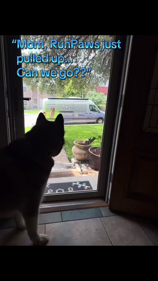 Post 4 by RunPaws.Co on TikTok (video)