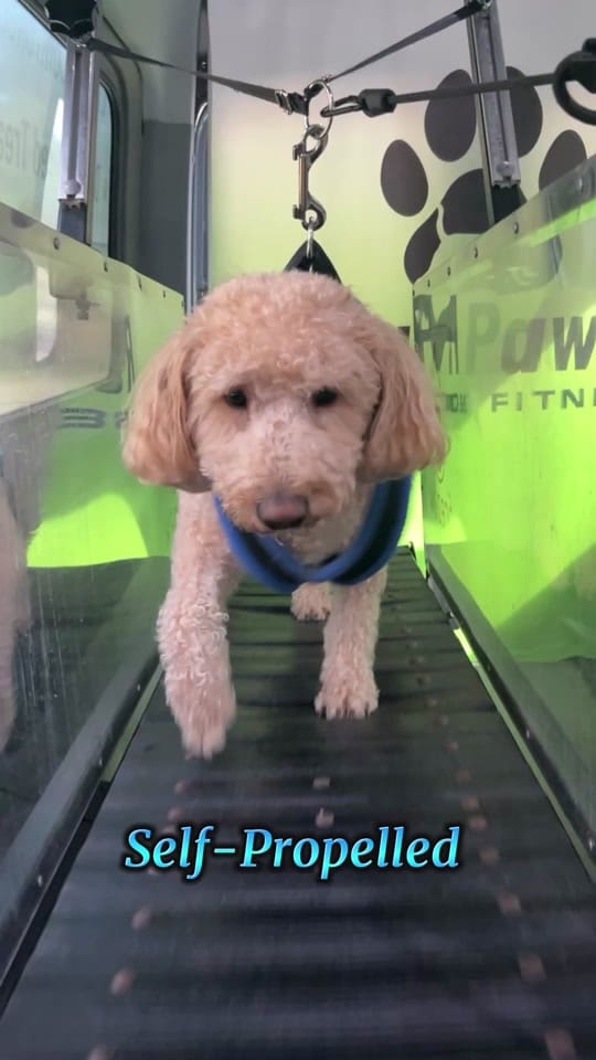 Post 5 by RunPaws.Co on TikTok (video)