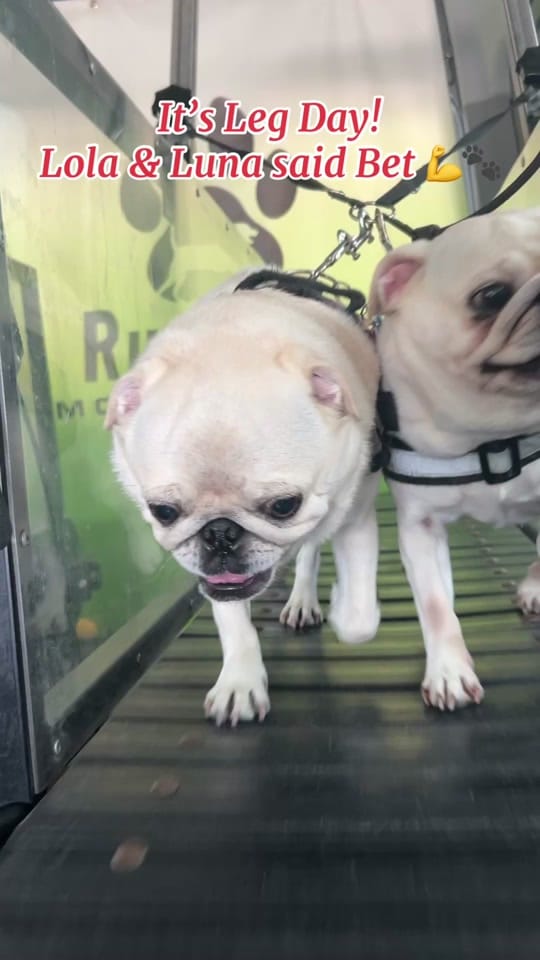 Post 3 by RunPaws.Co on TikTok (video)