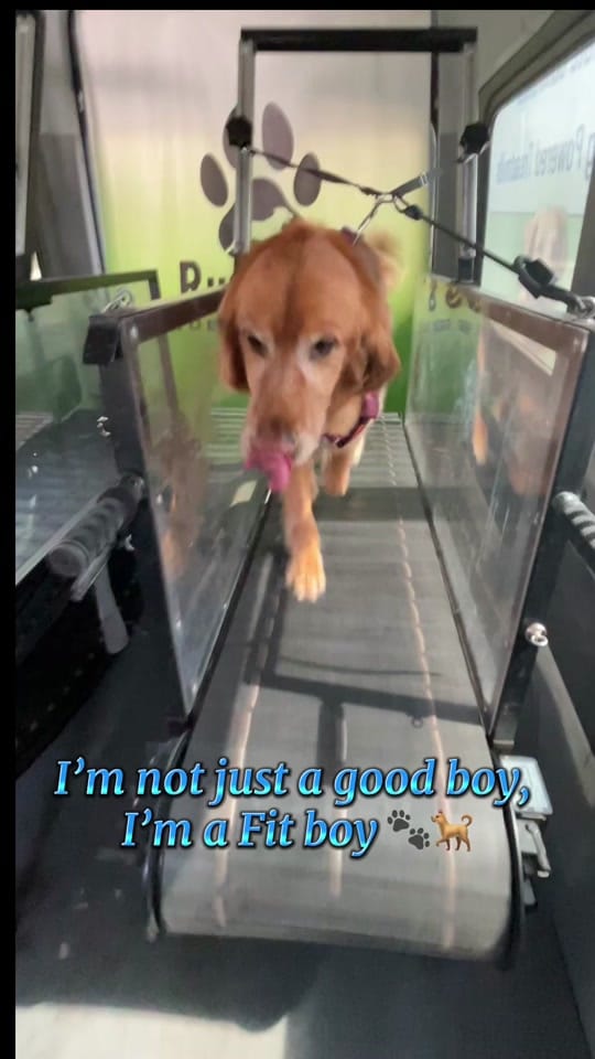 Post 2 by RunPaws.Co on TikTok (video)