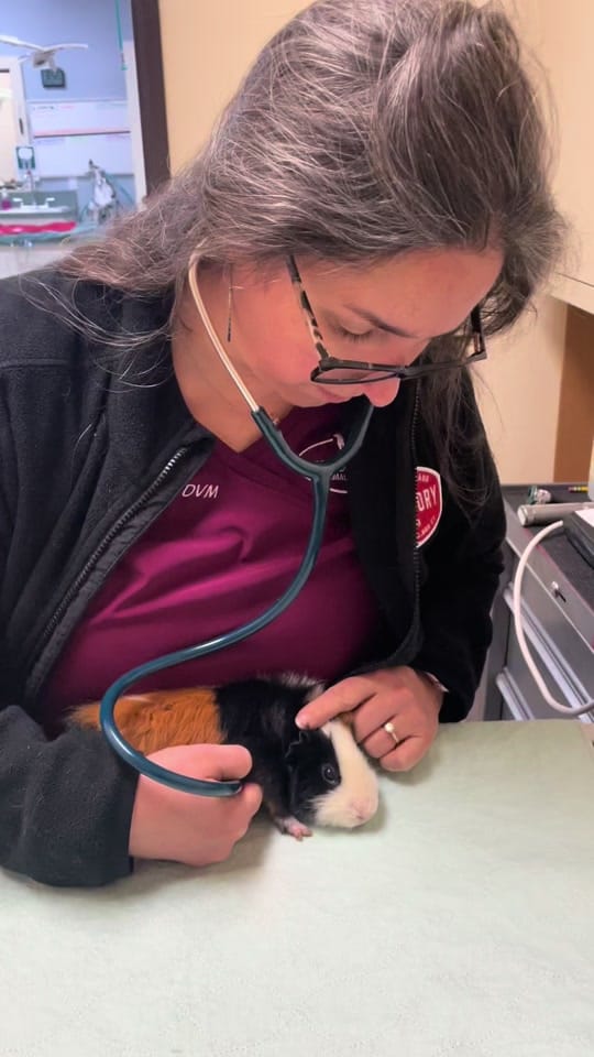 Post 5 by Vickery Place Animal Hospital on TikTok (video)