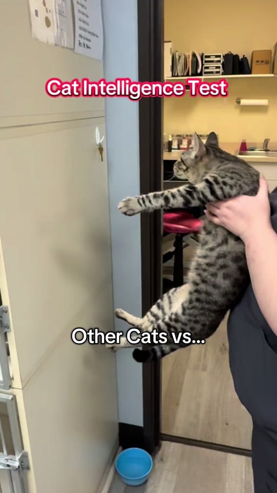 Post 9 by Vickery Place Animal Hospital on TikTok (video)