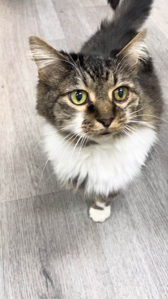 Post 7 by Vickery Place Animal Hospital on TikTok (video)