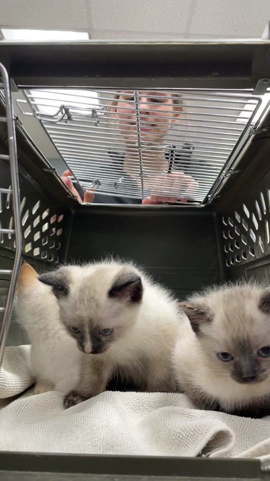 Post 6 by Vickery Place Animal Hospital on TikTok (video)