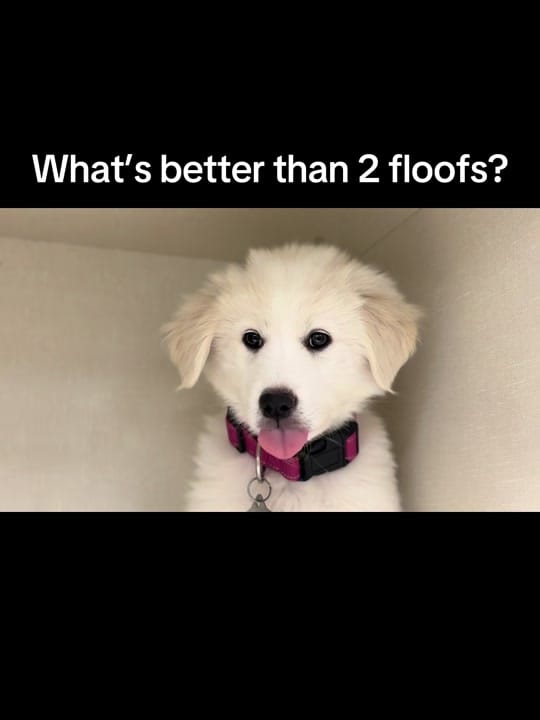 Post 10 by Vickery Place Animal Hospital on TikTok (video)