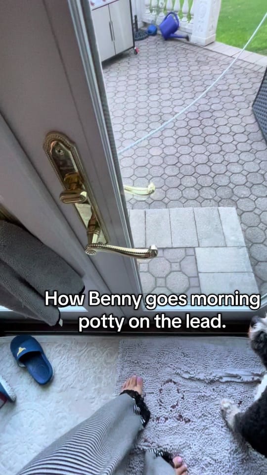 Post 8 by Benny | Therapy Dog on TikTok (video)