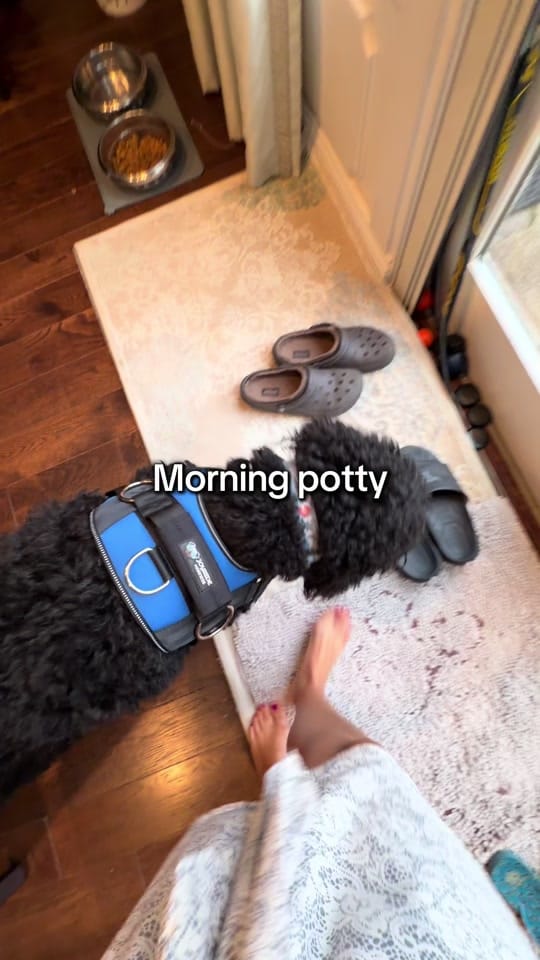 Post 4 by Benny | Therapy Dog on TikTok (video)