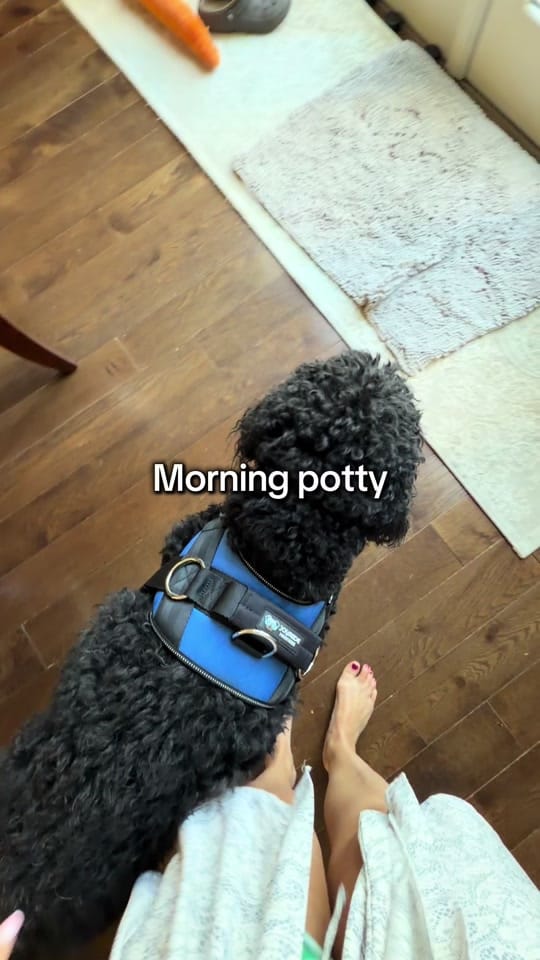 Post 6 by Benny | Therapy Dog on TikTok (video)
