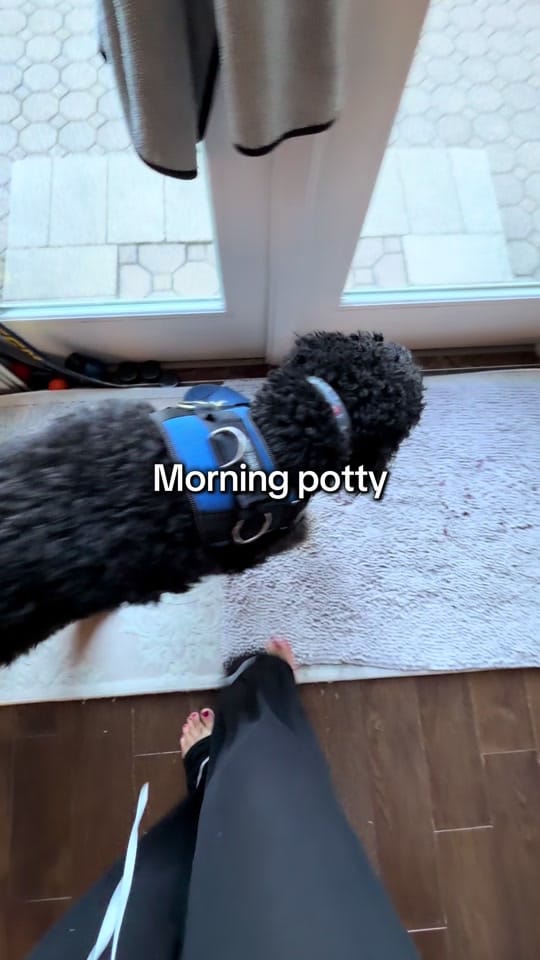 Post 2 by Benny | Therapy Dog on TikTok (video)