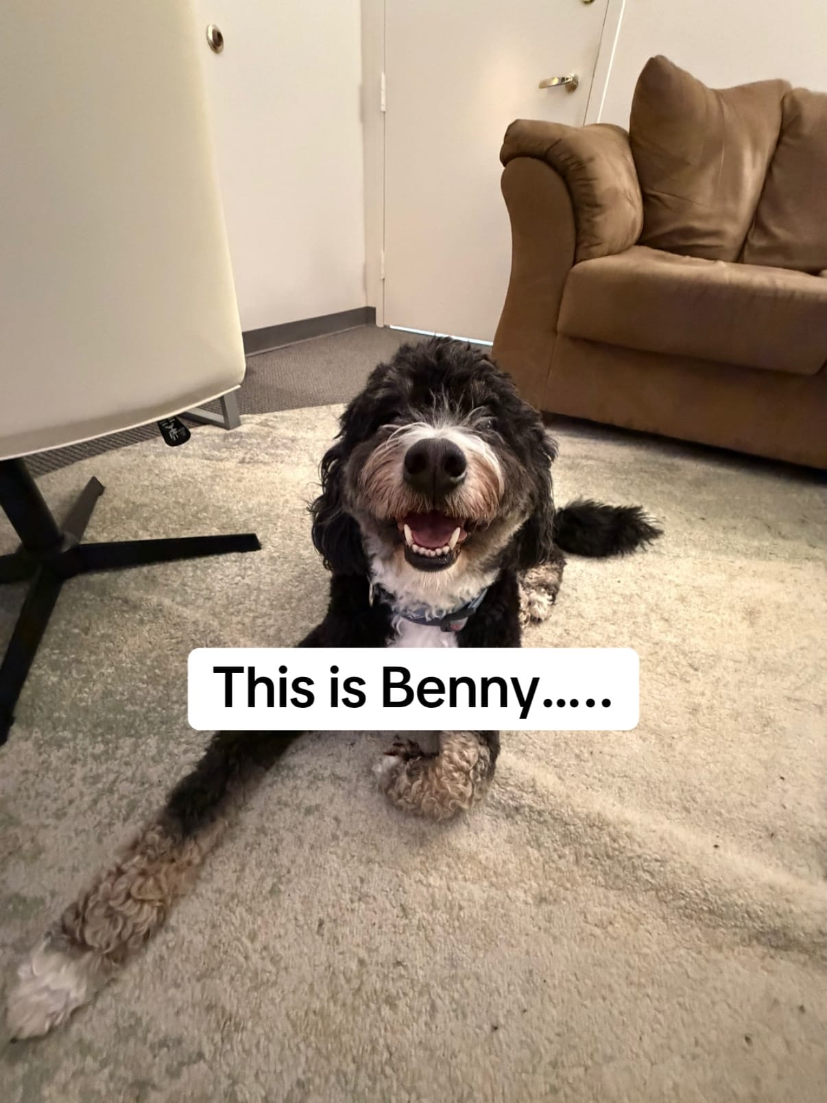 Post 5 by Benny | Therapy Dog on TikTok (video)