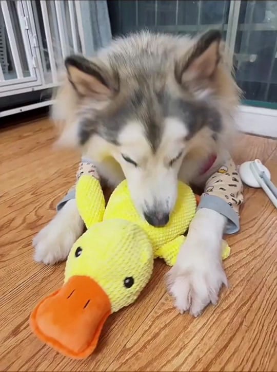Post 3 by PetJoyShopUSA on TikTok (video)