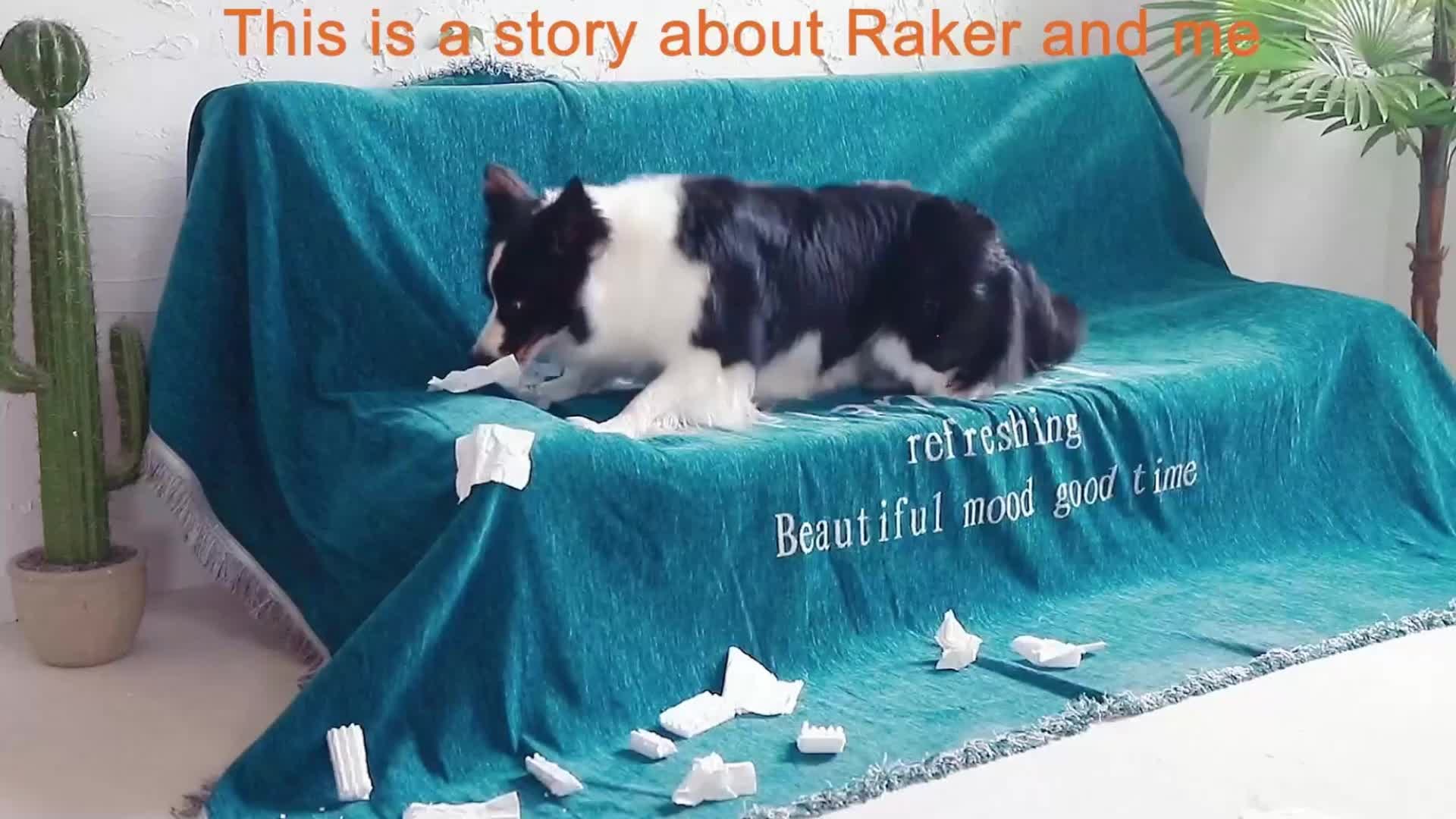 Post 9 by PetJoyShopUSA on TikTok (video)