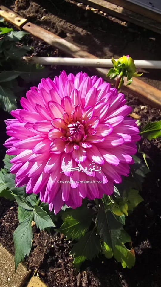 Post 7 by 💜🌸Lovely shida🌸💜 on TikTok (video)