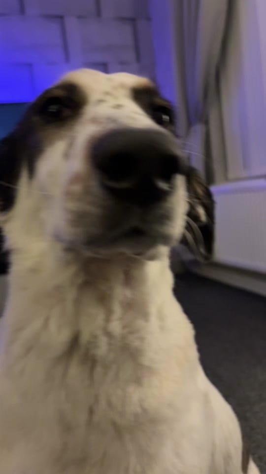 Post 7 by 𝓔𝓿𝓮𝓼 🖤 on TikTok (video)