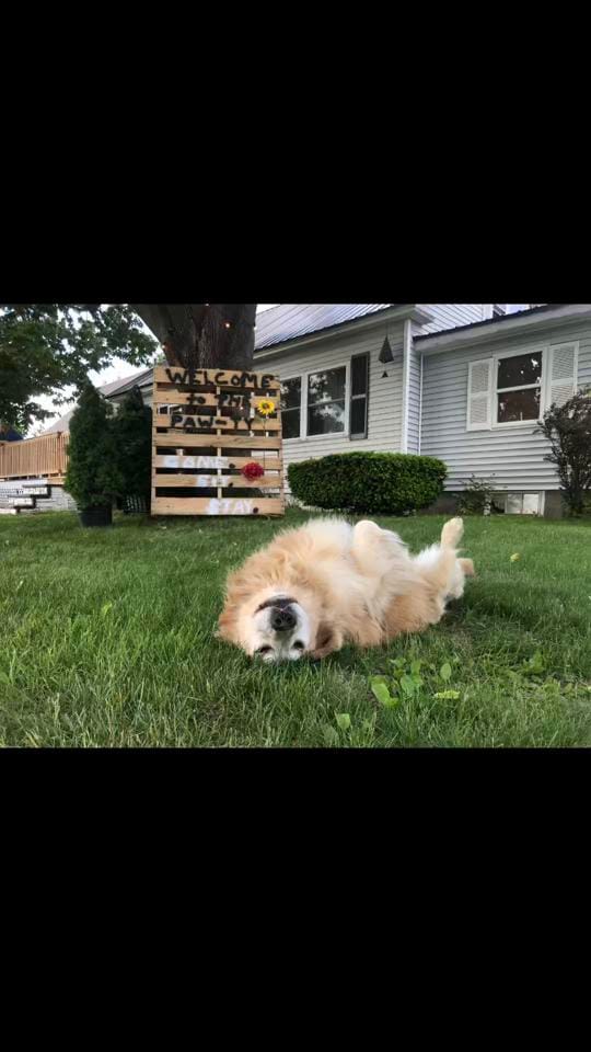 Post 3 by The Joyful Goldens • Alissa on TikTok (video)