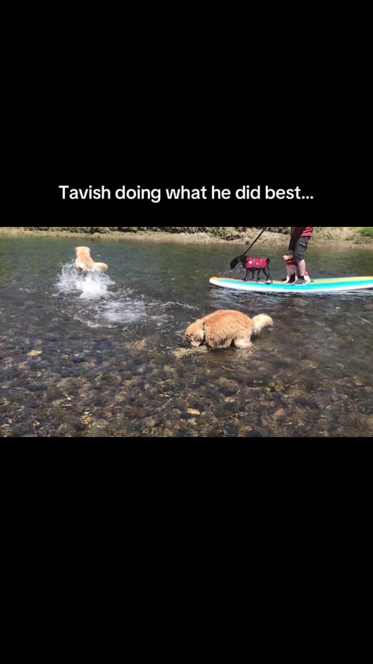 Post 7 by The Joyful Goldens • Alissa on TikTok (video)