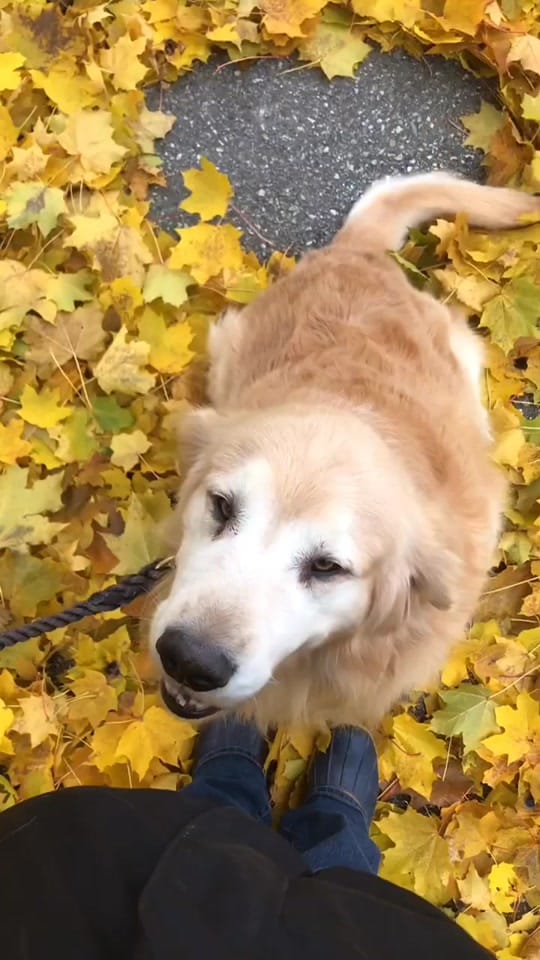 Post 10 by The Joyful Goldens • Alissa on TikTok (video)