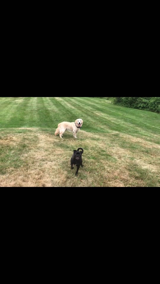 Post 6 by The Joyful Goldens • Alissa on TikTok (video)