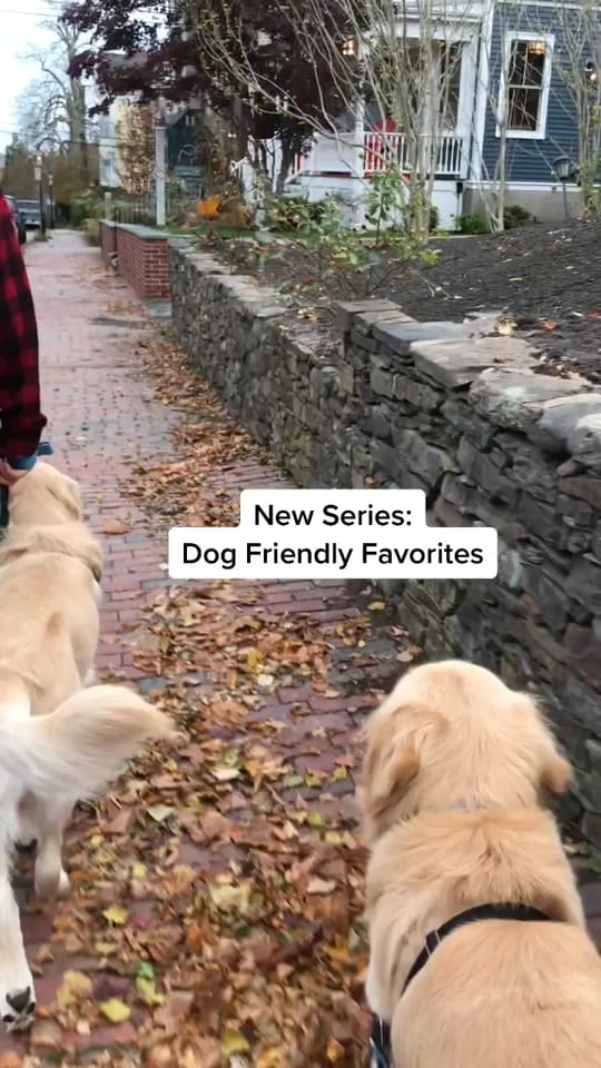Post 9 by The Joyful Goldens • Alissa on TikTok (video)