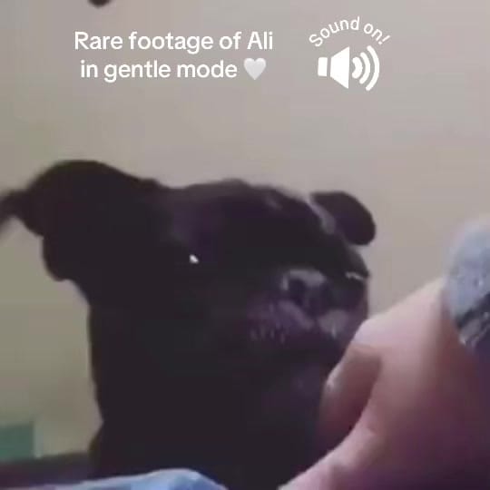 Post 5 by The Joyful Goldens • Alissa on TikTok (video)