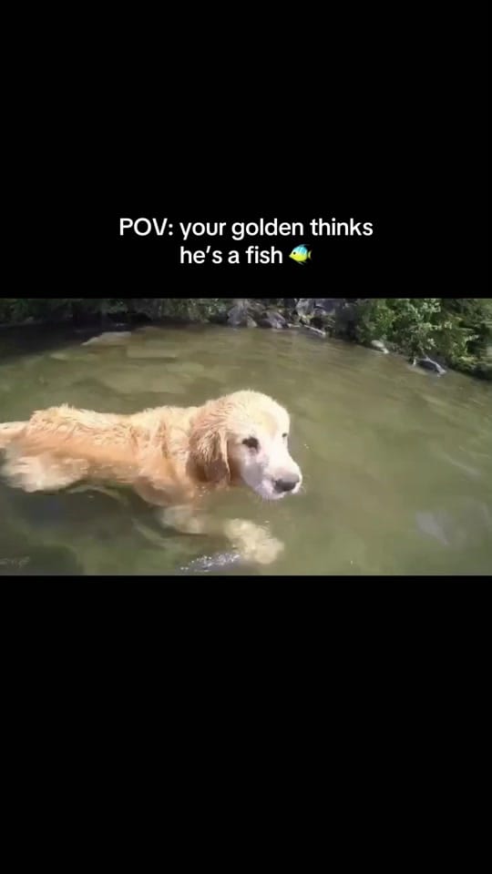 Post 1 by The Joyful Goldens • Alissa on TikTok (video)