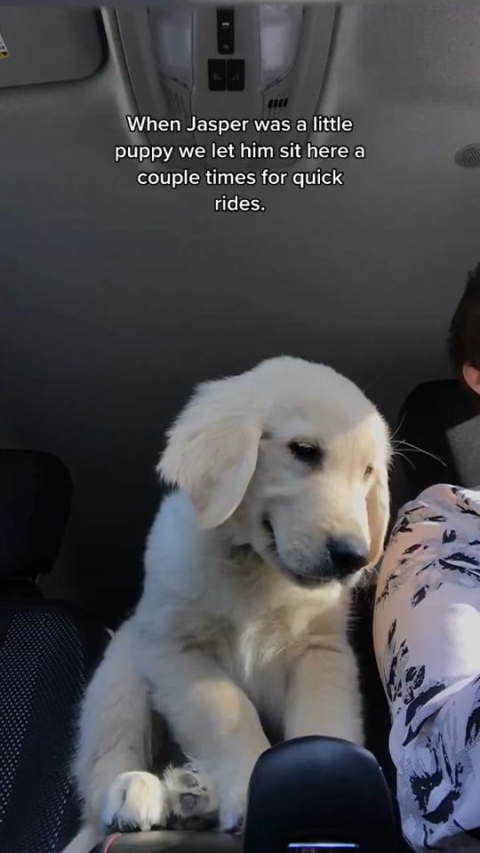 Post 8 by The Joyful Goldens • Alissa on TikTok (video)
