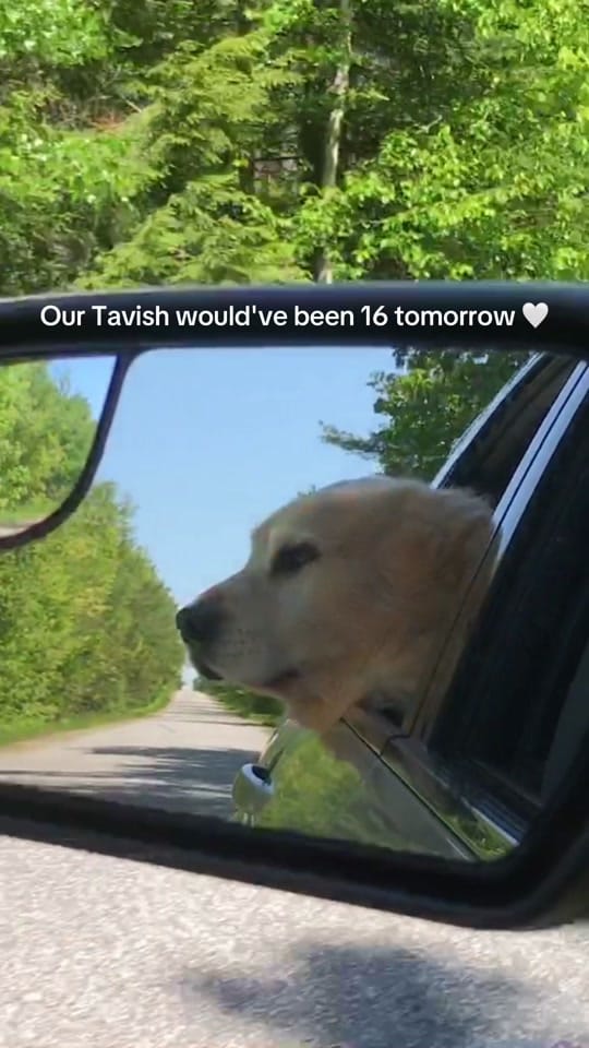 Post 4 by The Joyful Goldens • Alissa on TikTok (video)