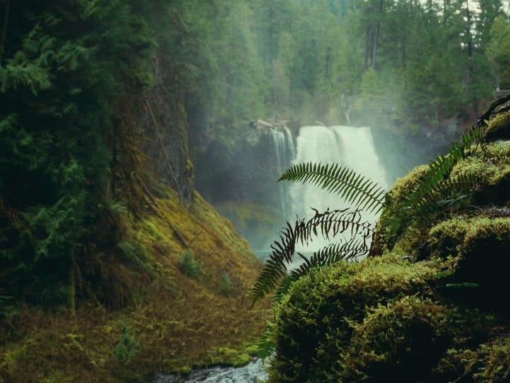 Post 8 by throughthepnw on TikTok (video)