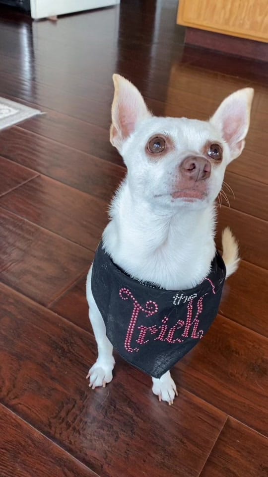 Post 8 by Rico Chihuahua on TikTok (video)