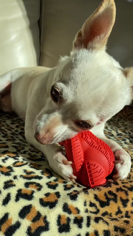 Post 10 by Rico Chihuahua on TikTok (video)