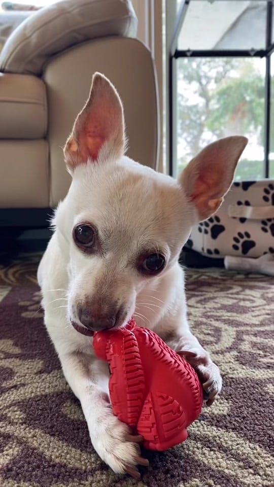 Post 9 by Rico Chihuahua on TikTok (video)